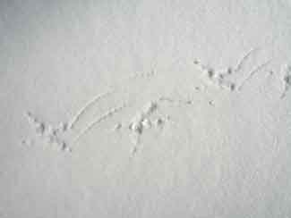 Fish owl tracks